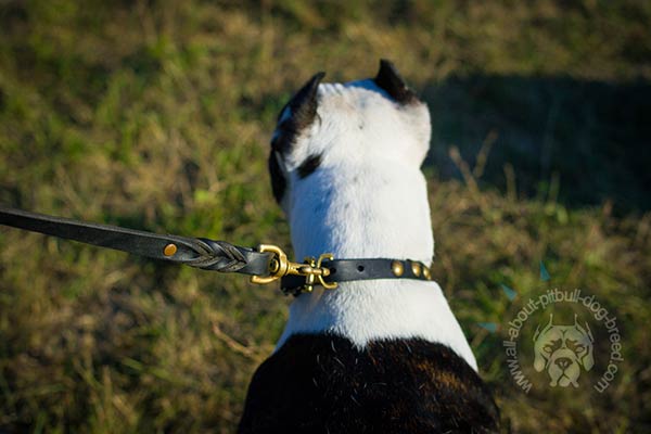 Leather Pitbull collar with sturdy D-ring