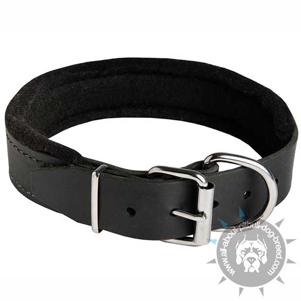 Padded Leather Collar for Daily Comfort