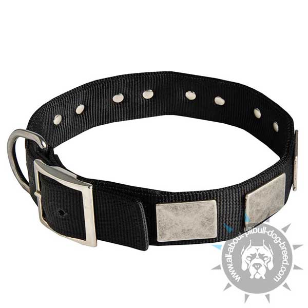 Decorated canine collar with strong D-ring and buckle