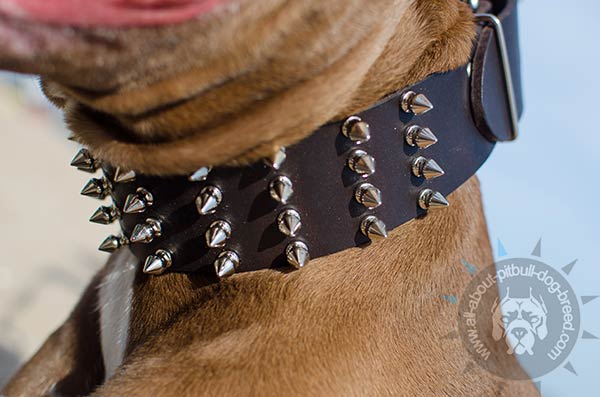 Adjustable leather collar for Pitbull