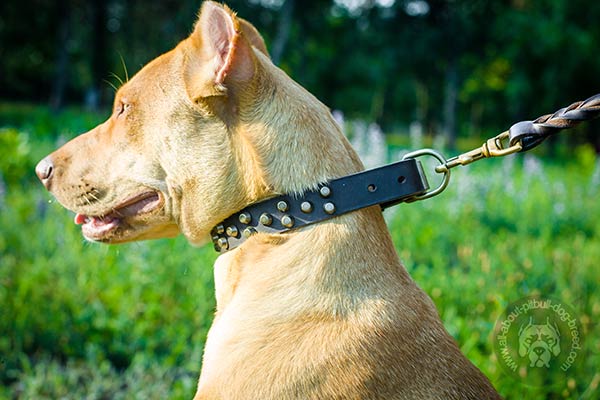 Pitbull leather collar of classy design with studs for stylish walks