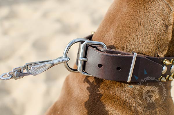 Leather Pitbull collar for daily activities