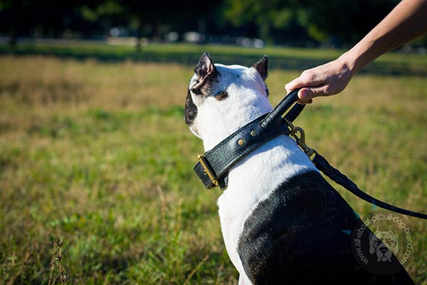 Pitbull leather collar with be-in-contol handle with brass plated hardware for quality control