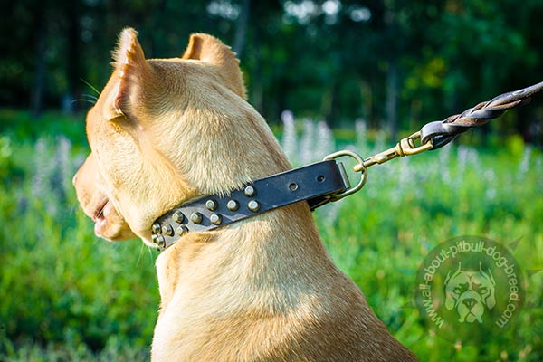 Timeless Pitbull collar with brass fittings