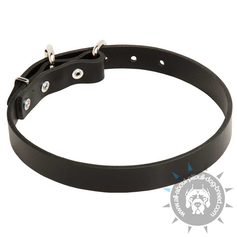 ... dog collar sitson Pitbull prefectly Best Custom Leather Dog Collar is ... dog collar sitson Pitbull prefectly Best Custom Leather Dog Collar is