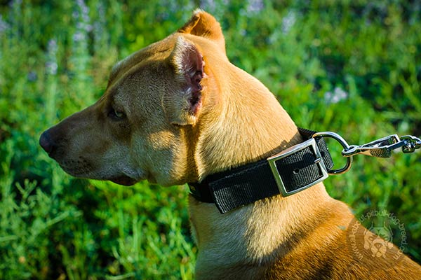 Pitbull nylon collar with corrosion resistant nickel plated fittings for walking
