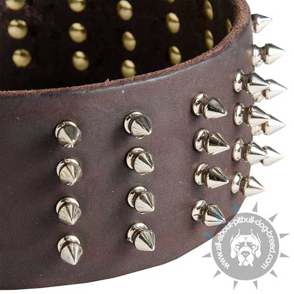 Rust Resistant Spikes on Leather Pitbull Collar