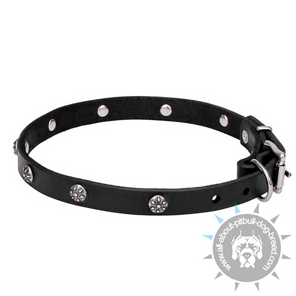 Studded Leather Dog Collar with Chrome Plated Studs