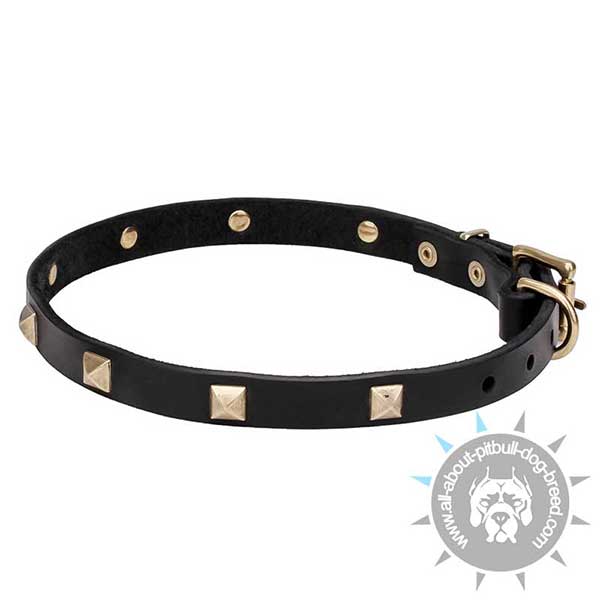 Narrow Leather Dog Collar with Gold-like Studs