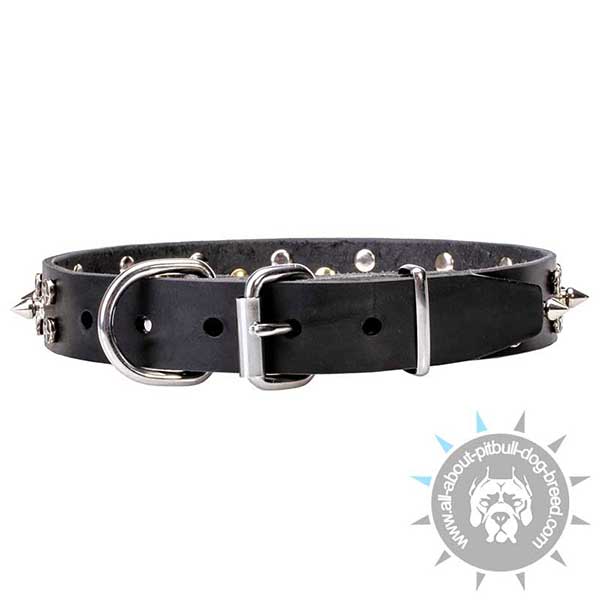 Leather Pitbull Collar with Chrome Plated buckle and D-ring