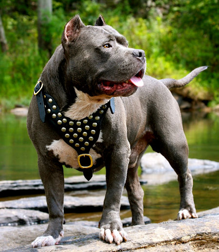 Designer Leather American Pitbull Terrier Harness for Walking