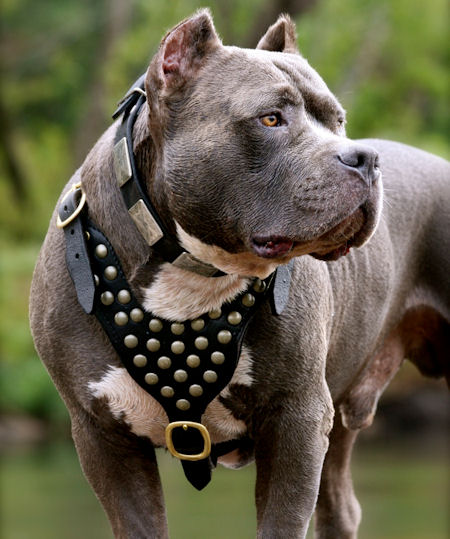 Custom Leather American Pitbull Terrier Harness with Studs