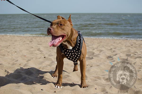 Padded on chest leather Pitbull harness