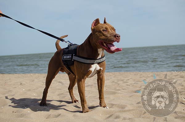 Nylon Pitbull harness for walking and training