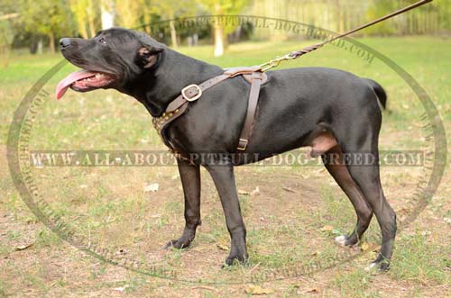 Distinguished Leather Dog Harness