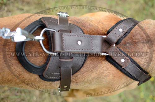 Everyday Pitbull Leather Dog Harness