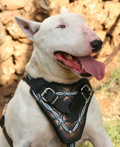 Best agitation leather harness