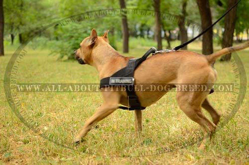 Effective Training Nylon Dog Hareness