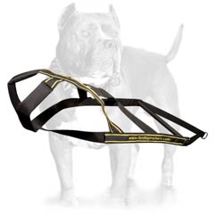 Extra ordinary designer nylon dog harness