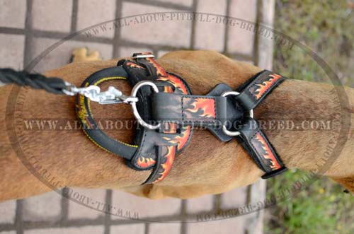 Well-Made Leather Dog Harness
