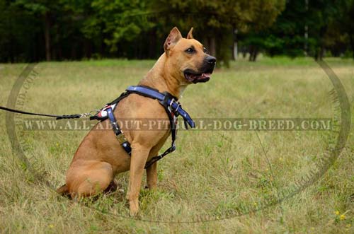 Training Leather Dog Harness