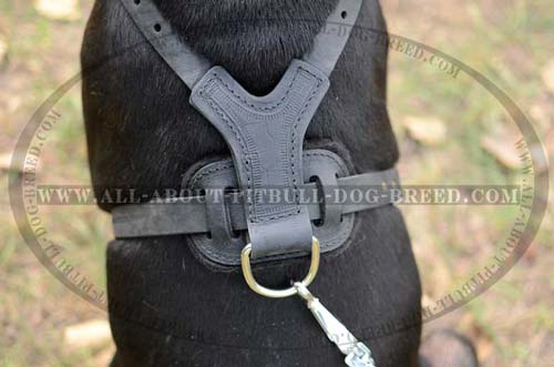 Professional Dog Harness For Better Control Over Pitbull