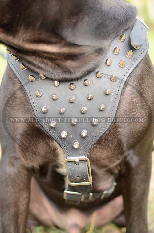 Stunning Design Leather Dog Harness