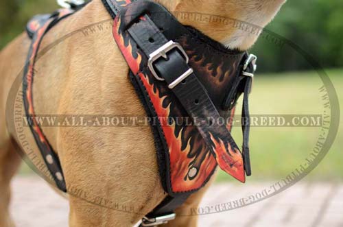 Extra Ordinary Leather Dog Harness