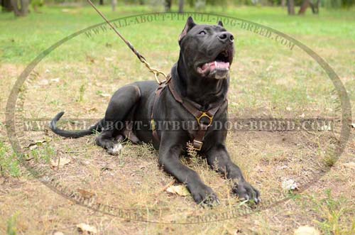 Demandable  Leather Dog Harness