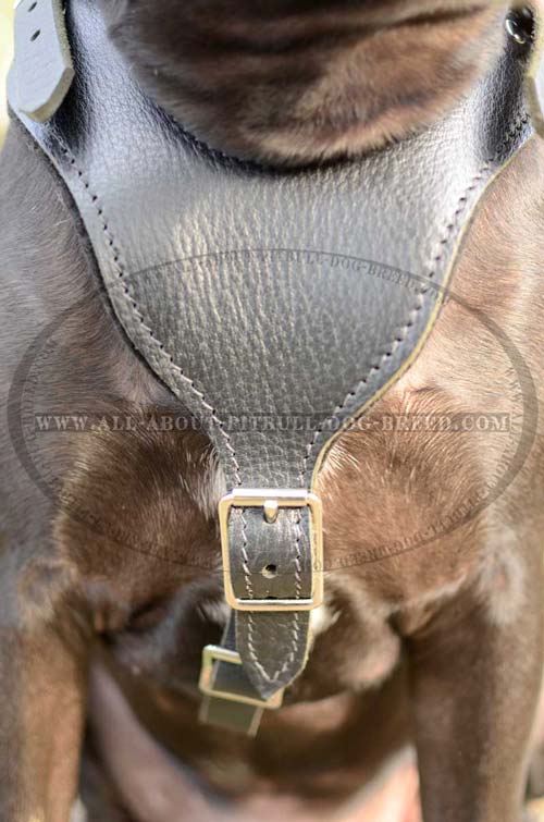 Elegant Leather Dog Harness For Everyday Wear