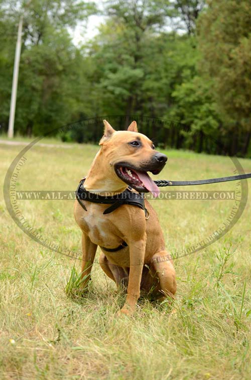 Strong Leather Dog Harness for American Pitbull Terrier