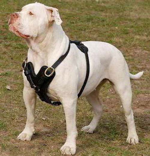 Superior Designed Leather Dog Harness for Pitbull