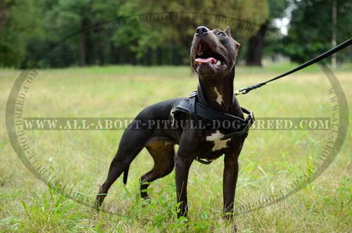 Leather Pitbull Harness Meant for Successful Tracking Work