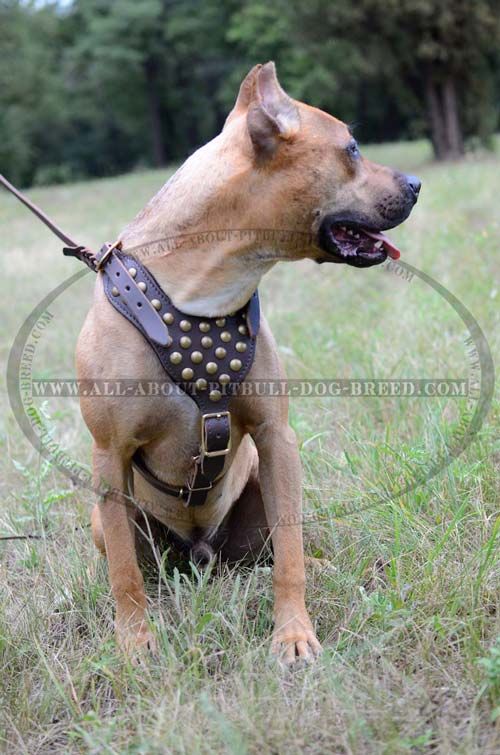 Leather Dog Harness with Studded Chest Plate for Pitbull