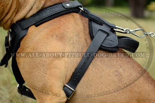 Leather Pitbull Harness Made in Accordance with the Breed's Anatomy