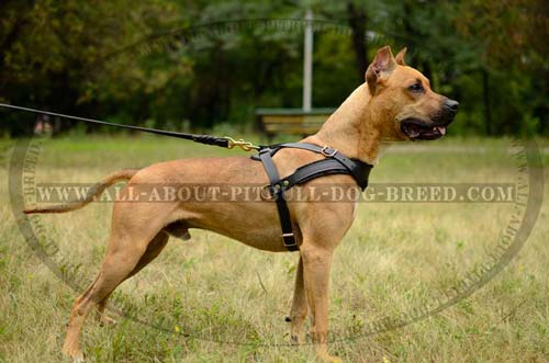 American Pitbull Terrier Harness Leather Custom Made for Comfort and Safety