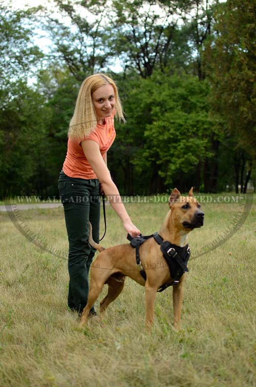 Leather Pit Bull Harness Allows You to Be in Easy Contact with Your Doggie