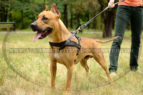 Well-Designed Leather Dog Harness for Controlling American Pitbull Terrier