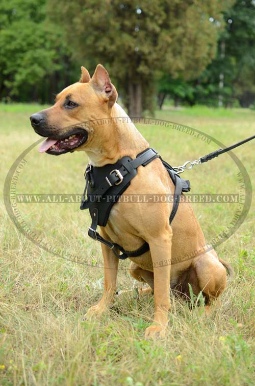 Leather Dog Harness Long-Servicing Top-Quality Safe