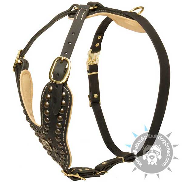Leather Pitbull Harness with a Wide Studded Chest Plate