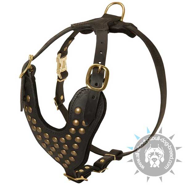 Extraordinary Leather Pitbull Harness with Studded Wide Breast Plate
