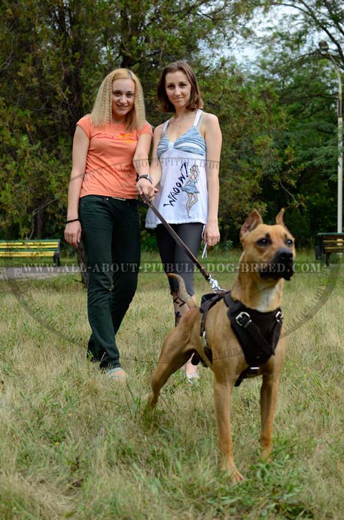 Leather American Pitbull Harness Reliable for Regular Outings with Your Pet 