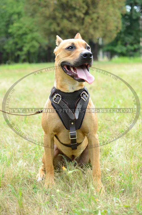 Everyday Leather Dog Harness for Pitbull's Safety 