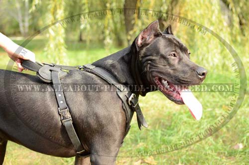 Leather Dog Harness with Handle for Control Over Pitbull 