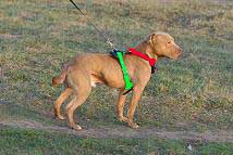 leather tracking harness side on dog sizing