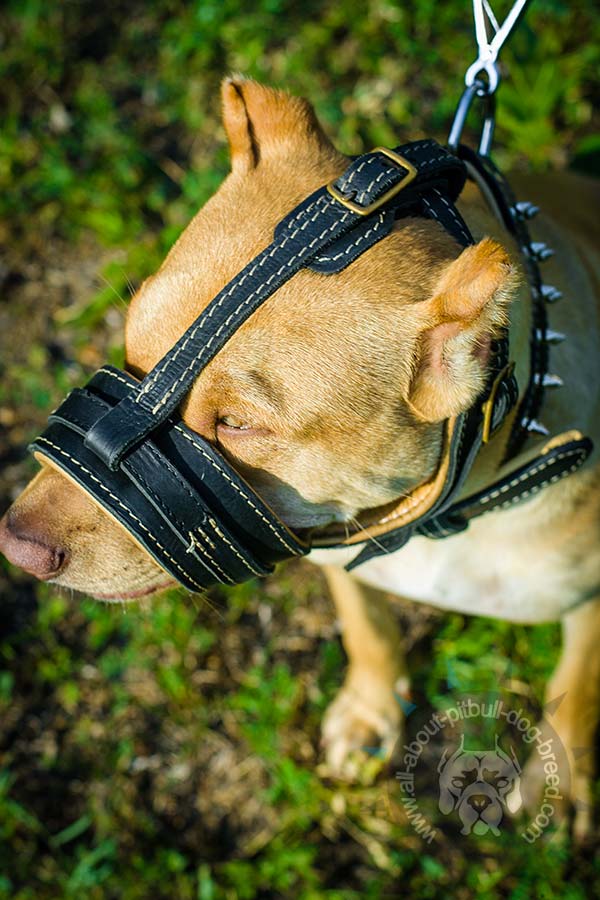 Stitched leather Pitbull muzzle