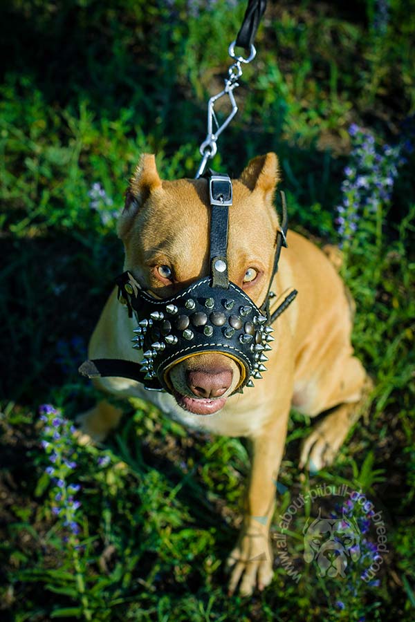 Spiky leather muzzle to stop Pitbull barking