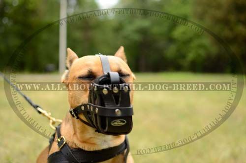 Designer Basket Leather Dog Muzzle