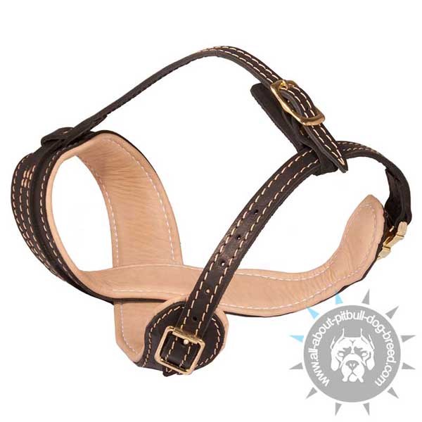 Loop-Like Leather Pitbull Muzzle with 2 Adjustable Straps