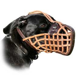 Safety walk Pit Bull dog leather muzzle